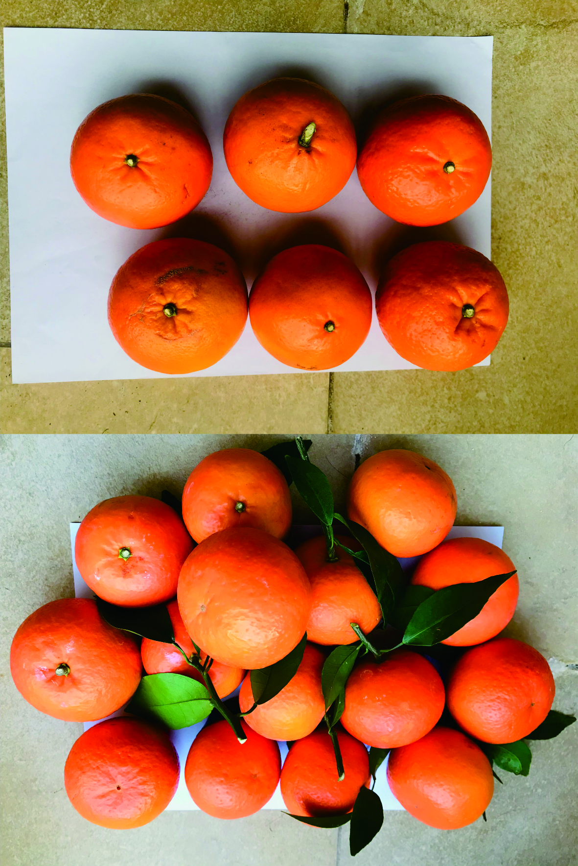 澳门人威尼斯3966肥柑桔施肥方案，种出顶级果、精品果